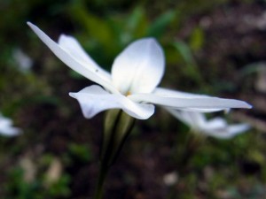 野草の花 ハナニラ（花韮）