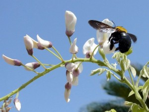 フジの花が咲くと訪れる蜂