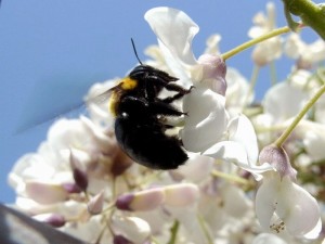 フジの花が咲くと訪れる蜂