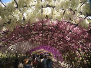 花めぐり藤のトンネル河内藤園