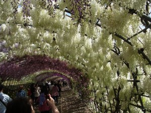 花めぐり藤のトンネル河内藤園